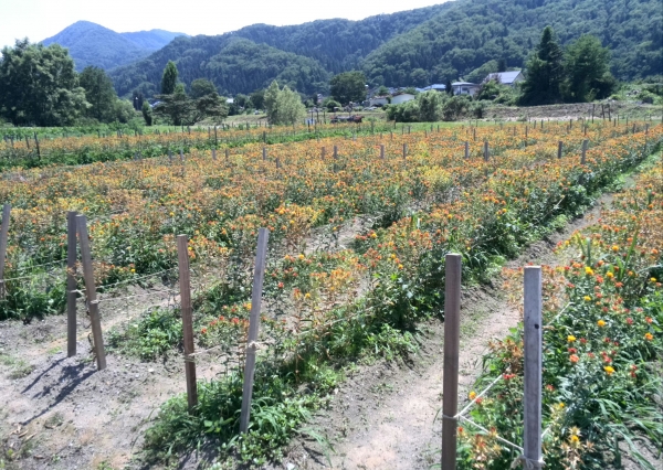 高瀬