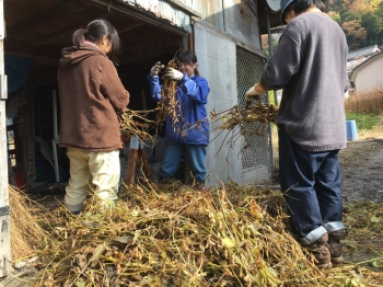 味噌活 収穫編_6137