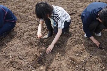 みそ大豆植え_190621_0006