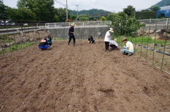 みそ大豆植え_190621_0001