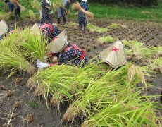 【「戦略」調査報告】ブックレット制作に向けた第６回本寺地区現地調査